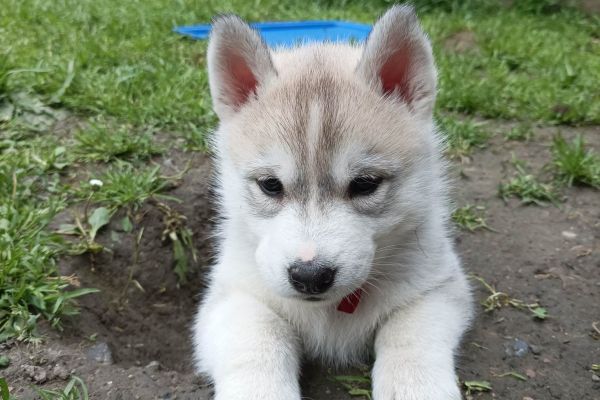 HUSKY SIBERIANO cuccioli huskysiberianocuccioli1.jpg