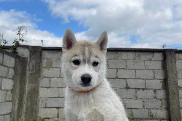 HUSKY SIBERIANO cuccioli huskysiberianocuccioli12.jpg