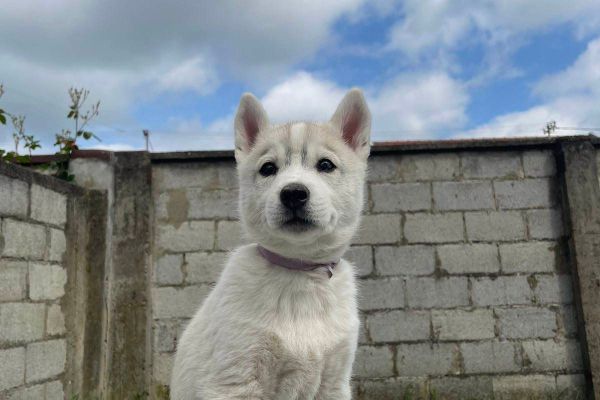 HUSKY SIBERIANO cuccioli huskysiberianocuccioli1234.jpg