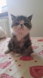 Vendesi gatto exotic shorthair Vendesigattoexoticshorthair-5b0fe5e093f35.jpg