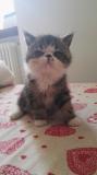 Vendesi gatto exotic shorthair Vendesigattoexoticshorthair-5b0fe5e093f35.jpg