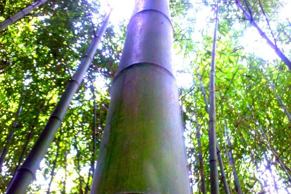 Vendo canne di bambù bambu con diametro da 1 a 10 cm. vendocannedibambbambucondiamet.jpg