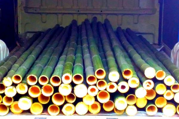 Vendo canne di bambù bambu con diametro da 1 a 10 cm. vendocannedibambbambucondiamet12345.jpg