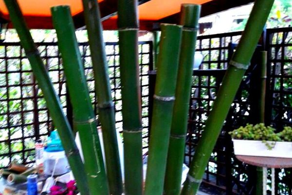 Vendo canne di bambù bambu con diametro da 1 a 10 cm. vendocannedibambbambucondiamet12345678.jpg
