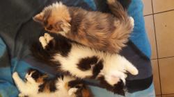 Main coon Maincoon-5c42ecc0f21f2.jpg