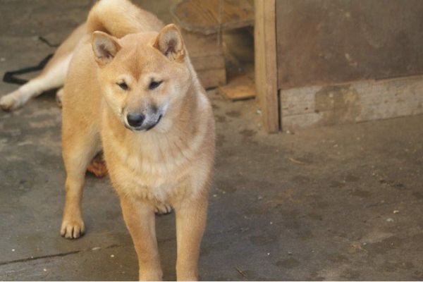 Shiba Inu cuccioli in vendita shibainucuccioliinvendita1.jpg