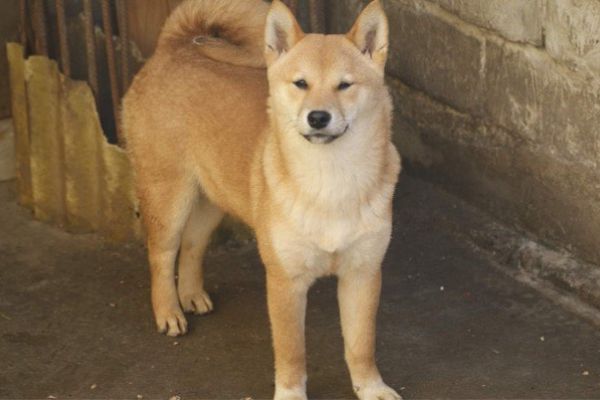 Shiba Inu cuccioli in vendita shibainucuccioliinvendita12.jpg