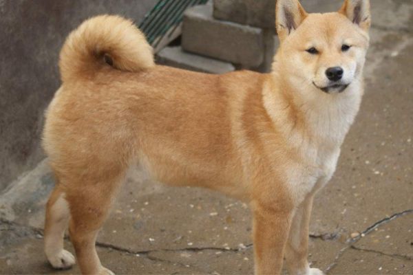 Shiba Inu cuccioli in vendita shibainucuccioliinvendita123.jpg