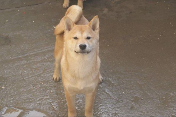 Shiba Inu cuccioli in vendita shibainucuccioliinvendita1234.jpg