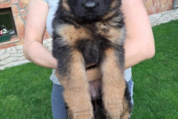 Pastore tedesco cuccioli pastoretedescocuccioli.jpg
