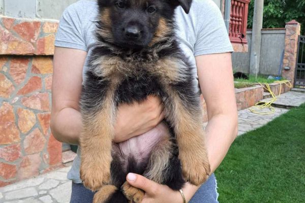 Pastore tedesco cuccioli pastoretedescocuccioli12.jpg