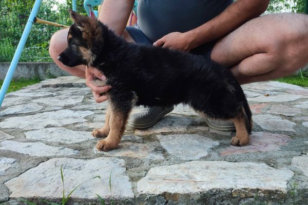 Pastore tedesco cuccioli pastoretedescocuccioli1234.jpg