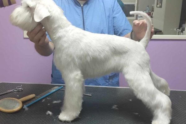 Schnauzer bianco nano bellissimi cuccioli schnauzerbianconanobellissimic12.jpg