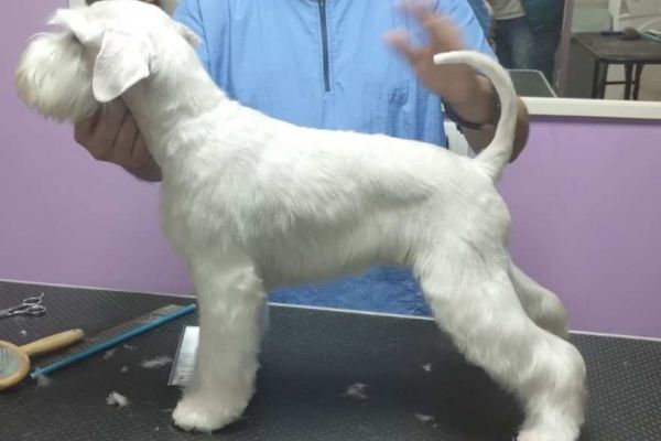 Schnauzer bianco nano bellissimi cuccioli schnauzerbianconanobellissimic1234.jpg