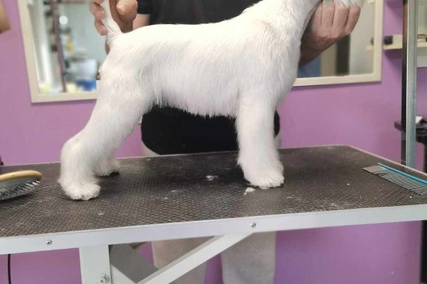 Schnauzer bianco nano bellissimi cuccioli schnauzerbianconanobellissimic12345.jpg