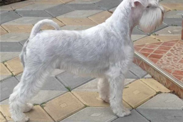 Schnauzer bianco nano bellissimi cuccioli schnauzerbianconanobellissimic123456.jpg