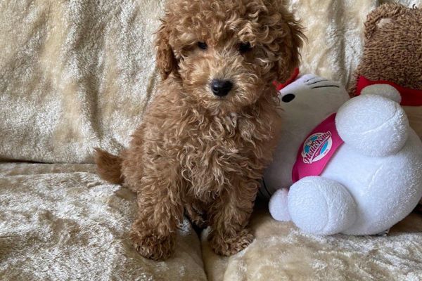 CUCCIOLI DI BARBONCINI TOY cucciolidibarboncinitoy.jpg