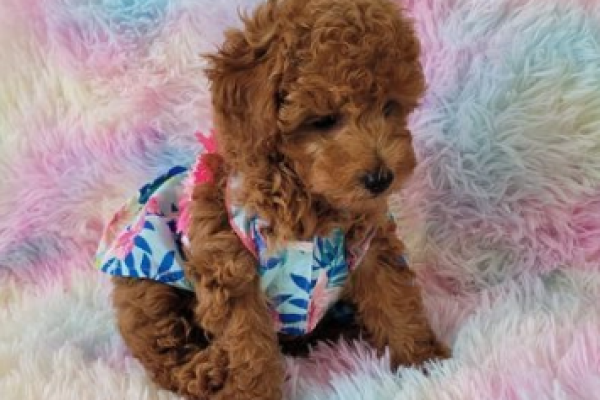 CUCCIOLI DI BARBONCINI TOY cucciolidibarboncinitoy.png