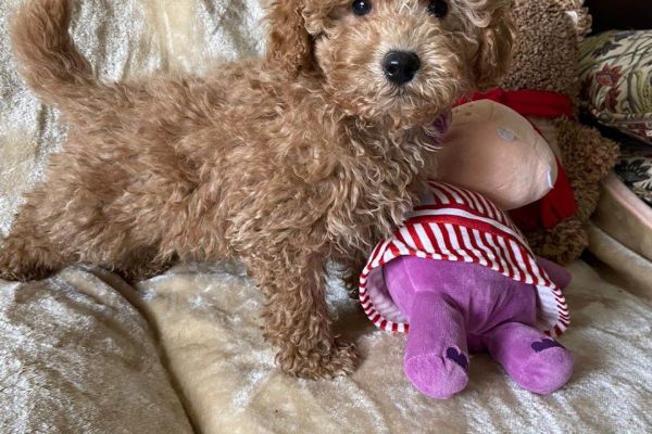 CUCCIOLI DI BARBONCINI TOY cucciolidibarboncinitoy1.jpg