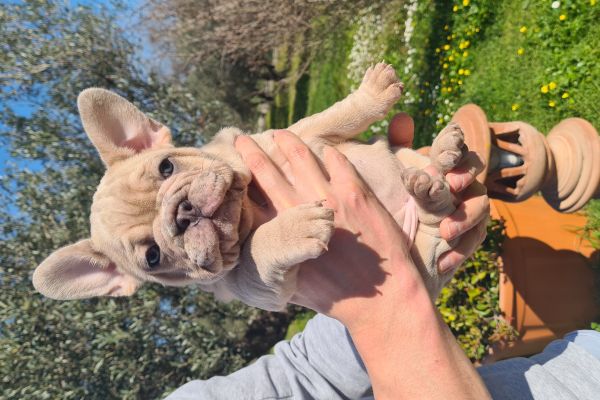 Cuccioli bulldog francese cucciolibulldogfrancese.jpg