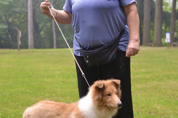 Rough collies allevamento della verde scozia roughcolliesallevamentodellave1.jpeg
