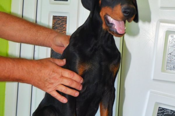 Doberman Cuccioli TOP dobermancucciolitop.jpg