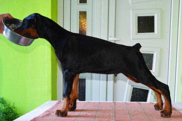 Doberman Cuccioli TOP dobermancucciolitop1.jpg