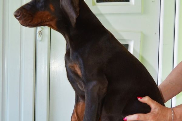 Doberman Cuccioli TOP dobermancucciolitop12.jpg