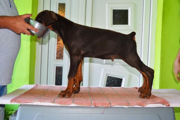 Doberman Cuccioli TOP dobermancucciolitop123.jpg