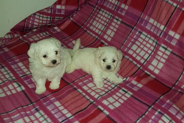 CUCCIOLI DI CANE RAZZA MALTESE TOY cucciolidicanerazzamaltesetoy1.jpg