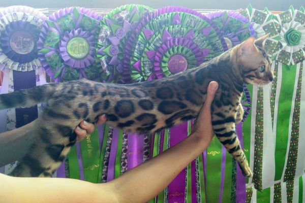 Bengal snow mink brown spotted charcoal bengalsnowminkbrownspottedchar-654b6e81631e0.jpg