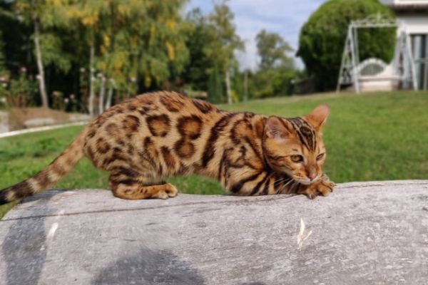 Bengal snow mink brown spotted charcoal bengalsnowminkbrownspottedchar-654b6e9718940.jpg