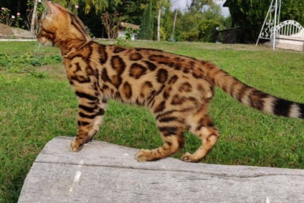 Bengal snow mink brown spotted charcoal bengalsnowminkbrownspottedchar-654b6ea7b6d71.jpg