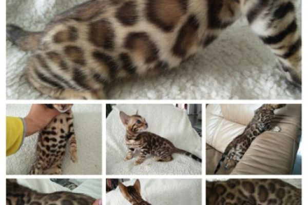 Bengal snow mink brown spotted charcoal bengalsnowminkbrownspottedchar-654b6ead6017f.jpg