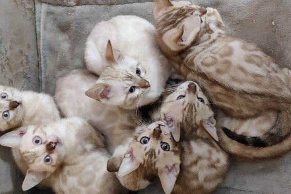 Bengal snow mink brown spotted charcoal bengalsnowminkbrownspottedchar-654b6ebbc82cf.jpg
