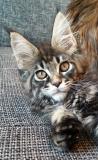 Maine coon Mainecoon-5d6fad80bd5c3.jpg