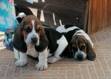 Cuccioli bassethound therapy Cucciolibassethoundtherapy-5e2f1e1464ef6.jpg