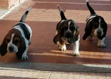 Cuccioli bassethound therapy Cucciolibassethoundtherapy-5e2f1e18c75e6.jpg