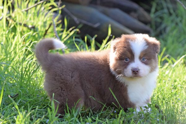 Australian Shepherd australianshepherd1.jpeg