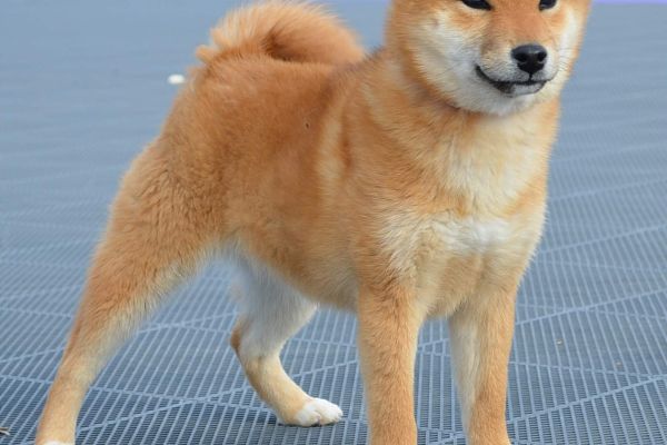 Shiba Inu cuccioli in vendita shibainucuccioliinvendita1.jpg