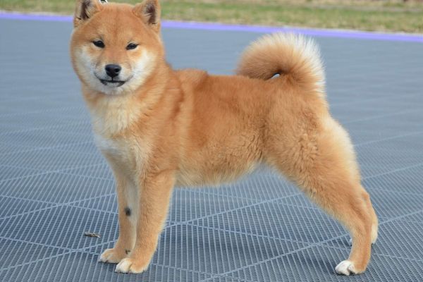 Shiba Inu cuccioli in vendita shibainucuccioliinvendita12.jpg