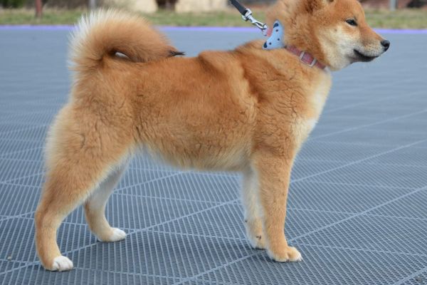 Shiba Inu cuccioli in vendita shibainucuccioliinvendita123.jpg