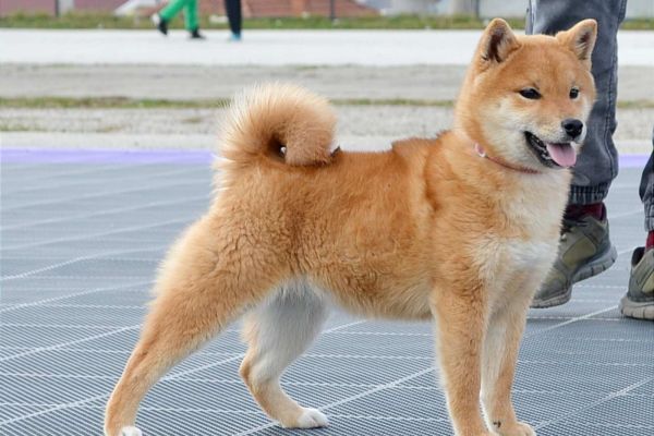 Shiba Inu cuccioli in vendita shibainucuccioliinvendita1234.jpg