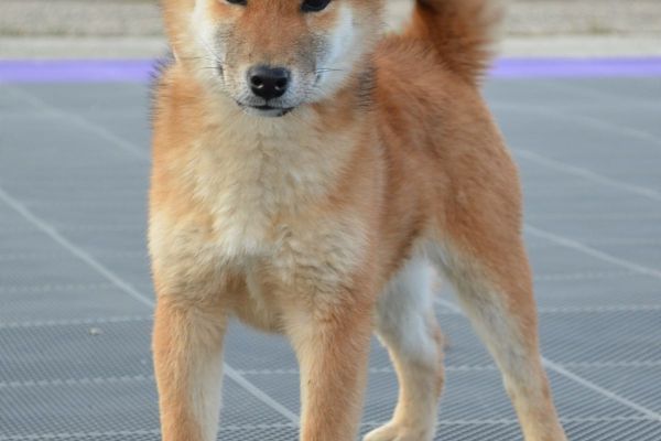 Shiba Inu cuccioli in vendita shibainucuccioliinvendita1234567.jpg