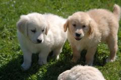 CUCCIOLI GOLDEN RETRIEVER CON...