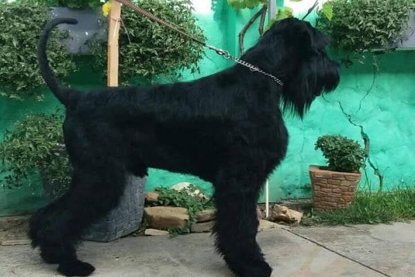 Schnauzer gigante cane in vendita schnauzergigantecaneinvendita.jpg