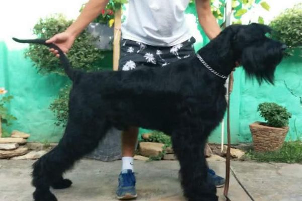 Schnauzer gigante cane in vendita schnauzergigantecaneinvendita1.jpg