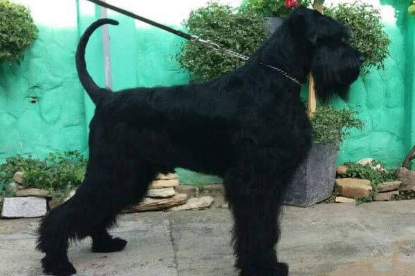 Schnauzer gigante cane in vendita schnauzergigantecaneinvendita12.jpg