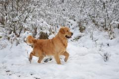 Cuccioli di Golden Retriever, maschi CucciolidiGoldenRetrievermaschi.jpg