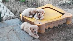 Cuccioli di Golden Retriever, maschi CucciolidiGoldenRetrievermaschi123.jpg